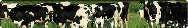 Livestock Management